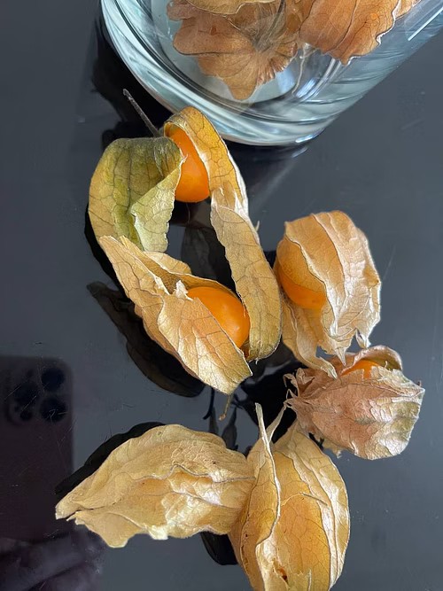 Physalis